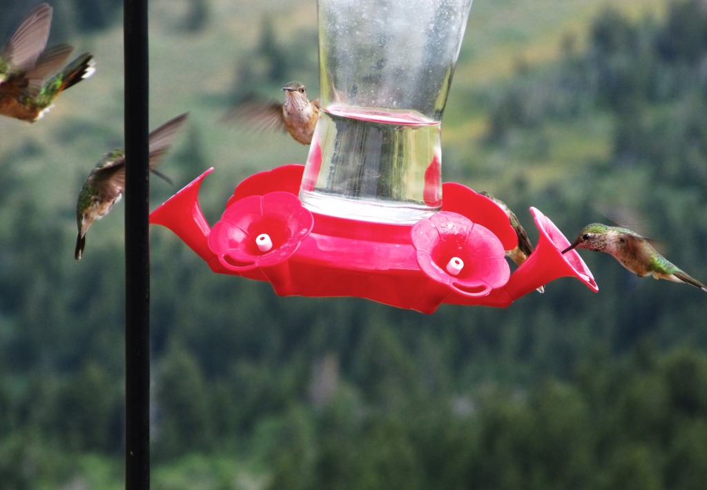 2011/08(Aug)/Hummingbirds/1024x768_2011-08-Hummingbirds  2.jpg.jpg